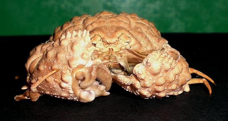 Calappa torulosa T.F.C. frontal view.JPG